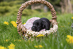 2 weeks old Miniature Schnauzer