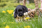 2 weeks old Miniature Schnauzer