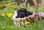 2 weeks old Miniature Schnauzer