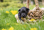 2 weeks old Miniature Schnauzer