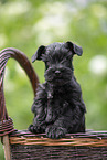 Miniature Schnauzer in basket