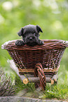 4 weeks old Miniature Schnauzer