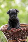 4 weeks old Miniature Schnauzer