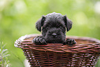 4 weeks old Miniature Schnauzer