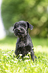 Miniature Schnauzer puppy