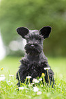 Miniature Schnauzer puppy