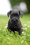 Miniature Schnauzer puppy