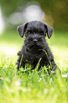 Miniature Schnauzer puppy