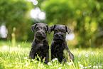 2 Miniature Schnauzer puppies