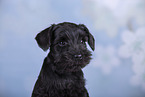 Miniature Schnauzer Portrait