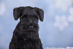 Miniature Schnauzer Portrait