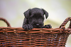 Miniature Schnauzer puppy in basket