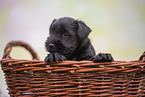 Miniature Schnauzer puppy in basket