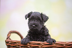 Miniature Schnauzer puppy in basket