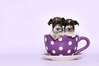 Miniature Schnauzer Puppies