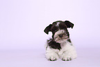 Miniature Schnauzer Puppy