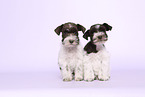 Miniature Schnauzer Puppies