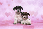 Miniature Schnauzer Puppies