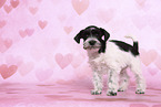 Miniature Schnauzer Puppy