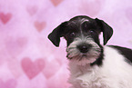 Miniature Schnauzer Puppy