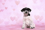 Miniature Schnauzer Puppy