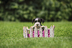 Miniature Schnauzer Puppy