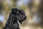 female Miniature Schnauzer