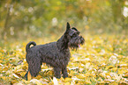 Miniature Schnauzer