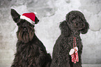dogs