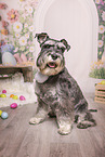 Miniature Schnauzer