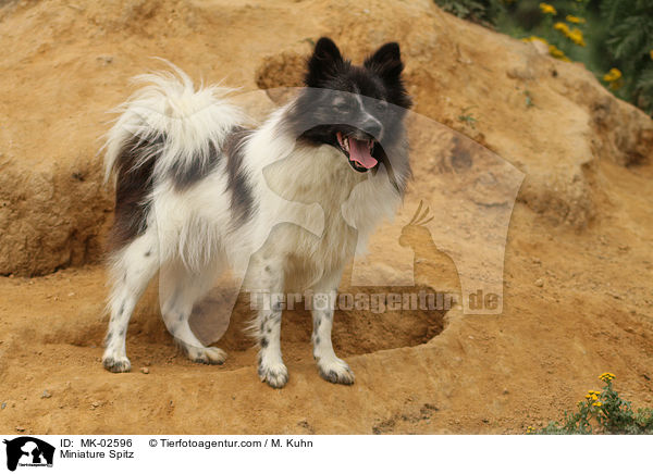 Miniature Spitz / MK-02596