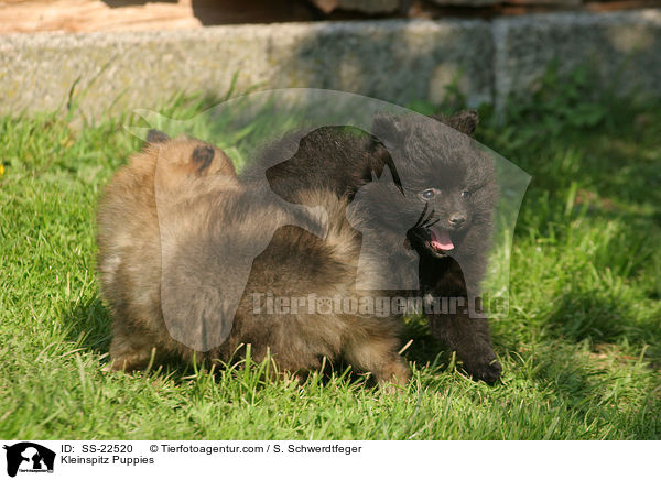 Kleinspitz Puppies / SS-22520