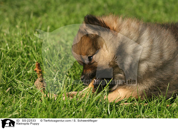 Kleinspitz Puppy / SS-22533