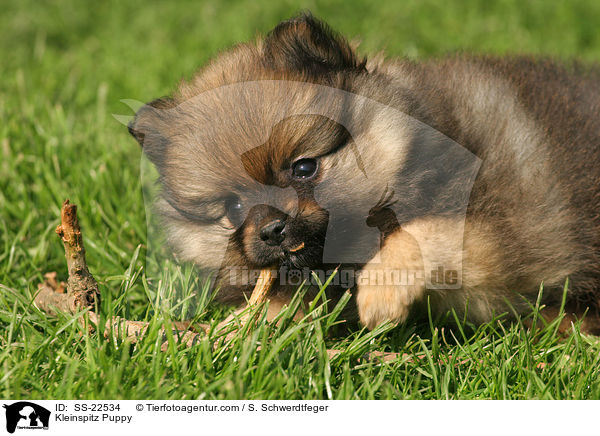 Kleinspitz Puppy / SS-22534