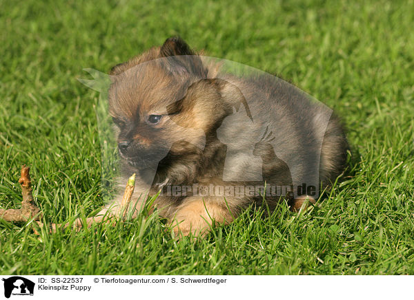 Kleinspitz Puppy / SS-22537