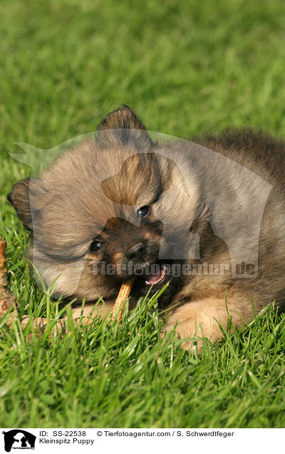 Kleinspitz Puppy / SS-22538