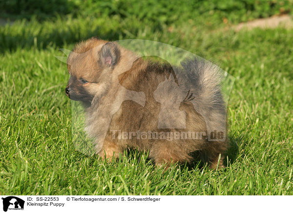 Kleinspitz Puppy / SS-22553