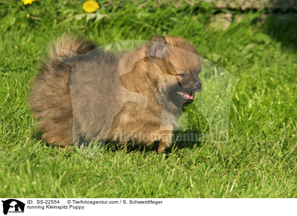 running Kleinspitz Puppy / SS-22554