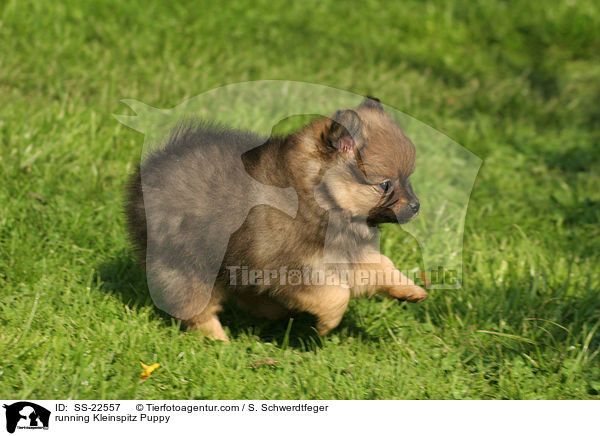 running Kleinspitz Puppy / SS-22557