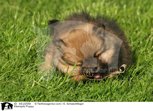 Kleinspitz Puppy / SS-22558