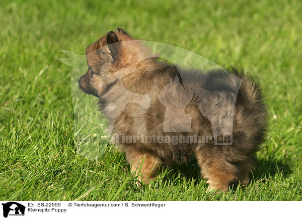 Kleinspitz Puppy / SS-22559