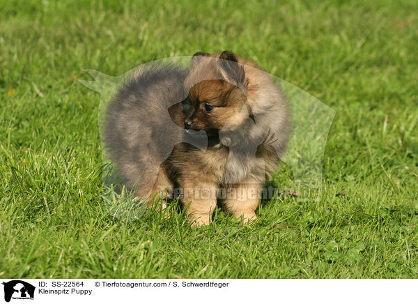 Kleinspitz Puppy / SS-22564