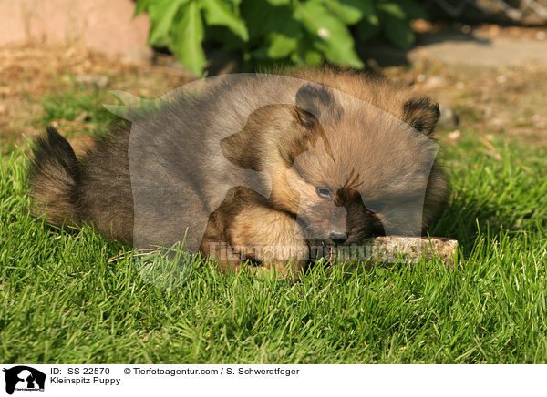 Kleinspitz Puppy / SS-22570