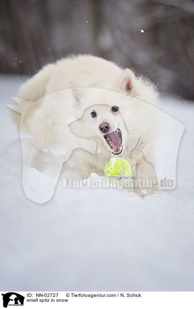 small spitz in snow / NN-02727