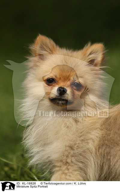 Miniature Spitz Portrait / KL-18826