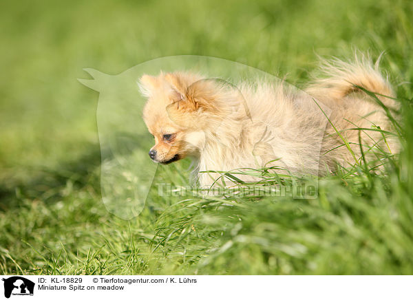 Miniature Spitz on meadow / KL-18829