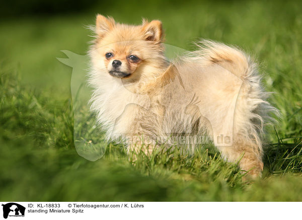standing Miniature Spitz / KL-18833