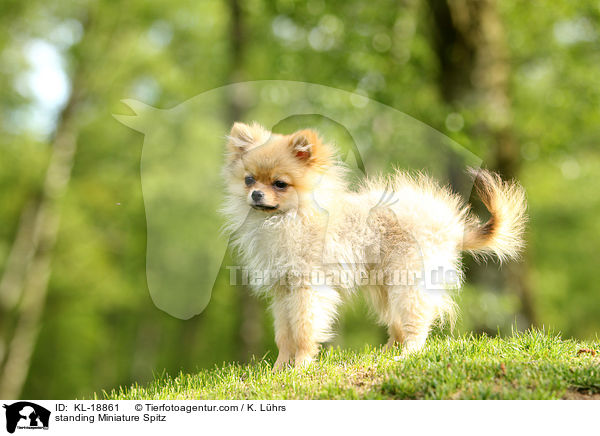 standing Miniature Spitz / KL-18861