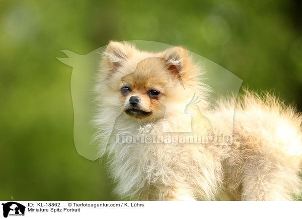 Miniature Spitz Portrait / KL-18862