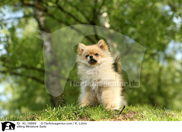sitting Miniature Spitz / KL-18869